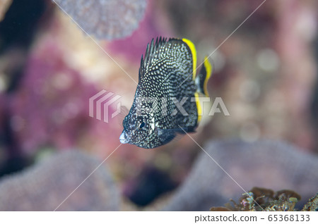 Ogasawara Yuzen Juvenile ④ Ogasawara Yuzen Juvenile ④ 65368133