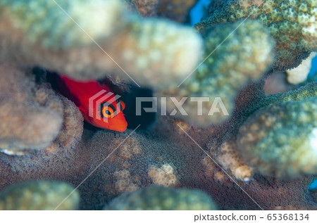 小gas原貝尼貢貝 65368134