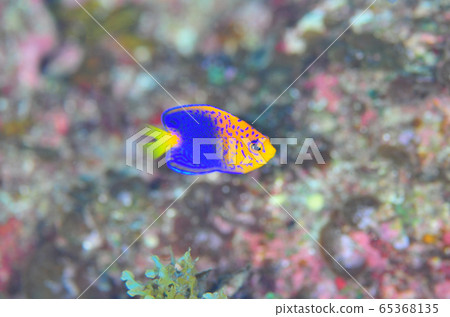 小gas原Renten Yakko幼魚 65368135