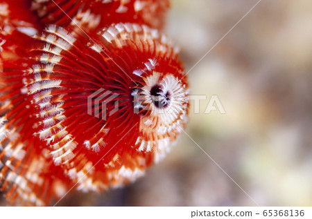 小gas原刺紅色和白色 小gas原刺紅色和白色 65368136