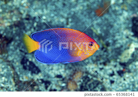 小gas原連篇Yakko成魚 65368141