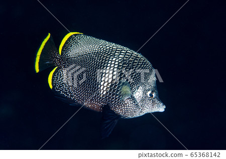 Ogasawara Yuzen adult fish ② Ogasawara Yuzen adult fish ② 65368142