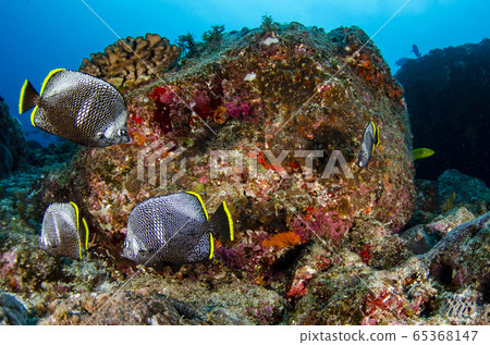 Four Ogasawara Yuzen adults Four Ogasawara Yuzen adults 65368147