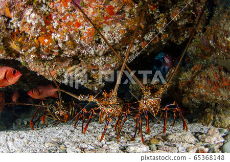 Ogasawara Akai Shrimp ① 65368148