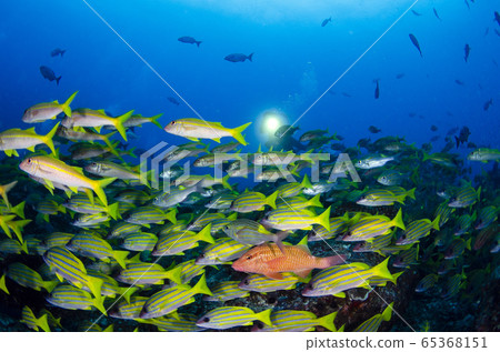 Ogasawara Flock of red snapper and red mullet Ogasawara Flock of red snapper and red mullet 65368151