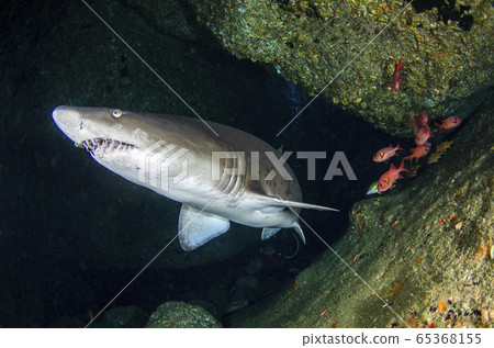 小gas原白花谷⑭ 65368155