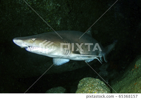 小gas原白花谷⑯ 65368157