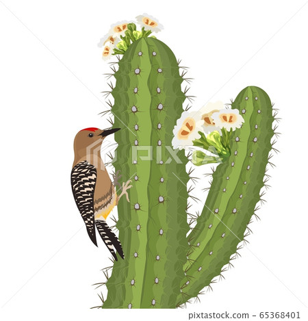Gila woodpecker bird on saguaro cactus in desert wildlife. Vector 65368401
