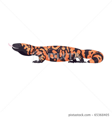 Gila monster lizard animal in wildlife. Dangerous venomous reptile. Vector 65368405