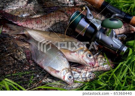 Two freshwater white bream or silver bream on 65368440