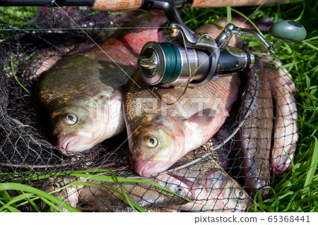 Two big freshwater common bream fish and fishing 65368441