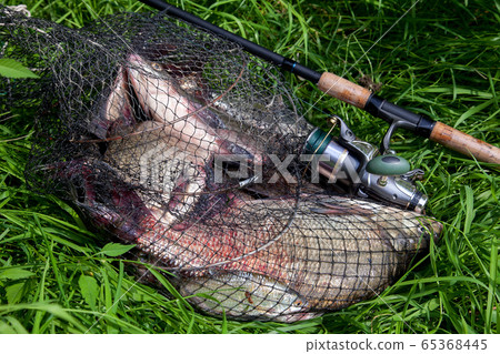 Keepnet with big freshwater common breams fish and Keepnet with big freshwater common breams fish and 65368445