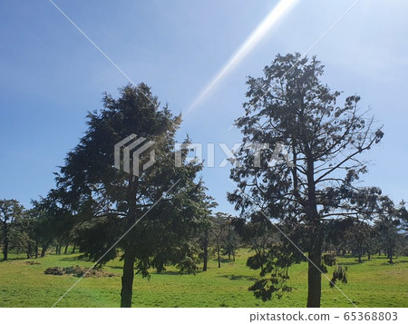 Tree forest Tree forest 65368803