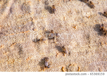 Bees swarming on vintage textile background.. Bees swarming on vintage textile background.. 65369159