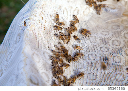 Bees drink water in summer on textile background.. 65369160