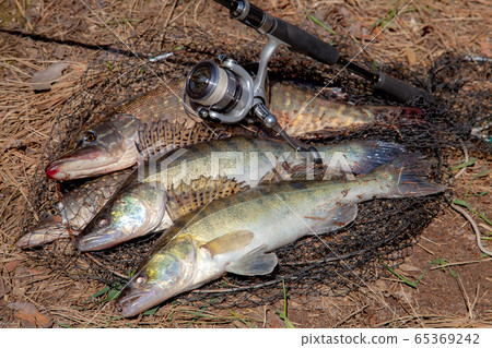 Freshwater zander and pike fish. Two freshwater 65369242