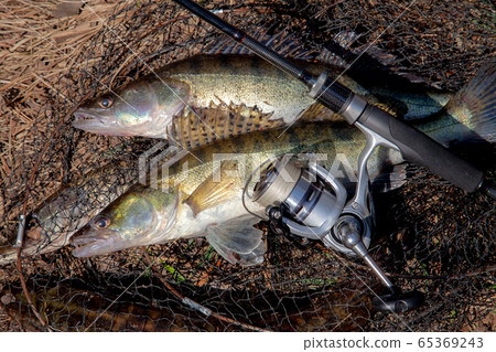 Two freshwater zander fish. Freshwater zander fish 65369243