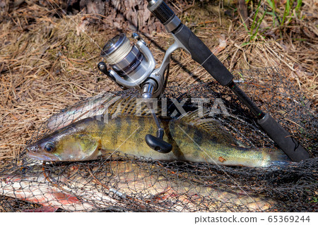 Freshwater zander fish. Freshwater zander fish and Freshwater zander fish. Freshwater zander fish and 65369244