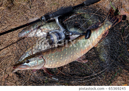 Freshwater pike fish. Freshwater pike fish lies on Freshwater pike fish. Freshwater pike fish lies on 65369245