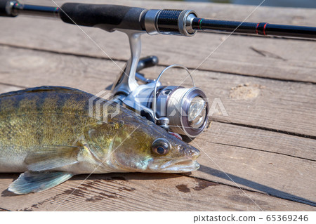 Freshwater zander and fishing equipment lies on Freshwater zander and fishing equipment lies on 65369246