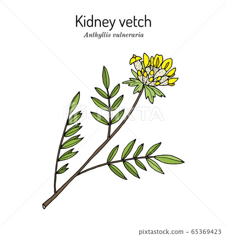 Kidney vetch, or woundwort anthyllis vulneraria , medicinal plant 65369423