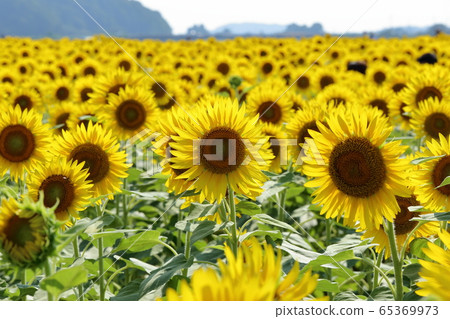 [Flat-rate] Sunflower field, Mashiko-machi, Tochigi 65369973