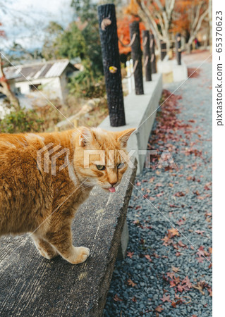 Stray cat on the road of philosophy in Kyoto Stray cat on the road of philosophy in Kyoto 65370623