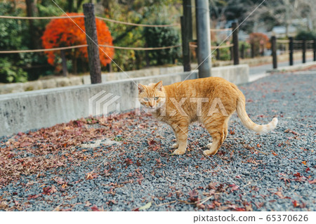 在京都哲學之路上的流浪貓 65370626