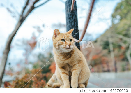 Stray cat on the road of philosophy in Kyoto Stray cat on the road of philosophy in Kyoto 65370630