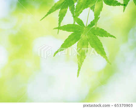 Fresh green maple leaves shining in May light May Fresh green maple leaves shining in May light May 65370903