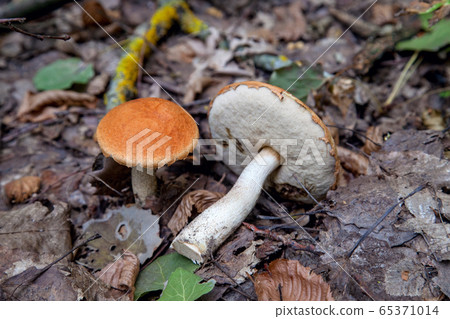 Red boletus mushroom in the wild. Red boletus Red boletus mushroom in the wild. Red boletus 65371014