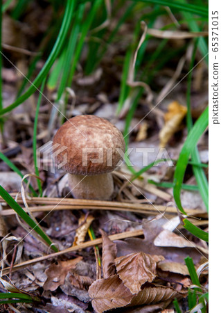 Boletus mushroom in the wild. Porcini mushroom 65371015