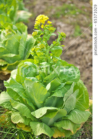 Rape blossoms (Chinese cabbage) 65371029