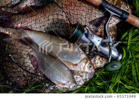 Two freshwater white bream or silver bream on 65371049