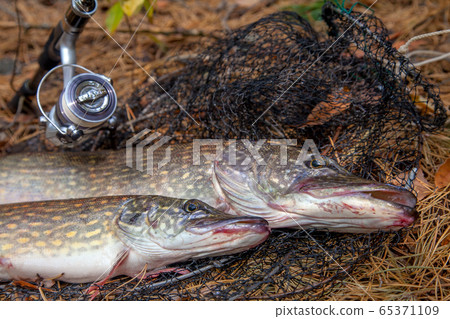 Freshwater pike fish. Two Freshwater pikes fish Freshwater pike fish. Two Freshwater pikes fish 65371109