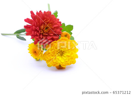 漂亮的菊花 漂亮的菊花 65371212