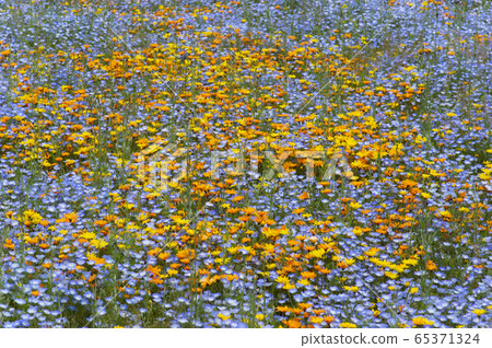 Nemophila and calendula 65371324