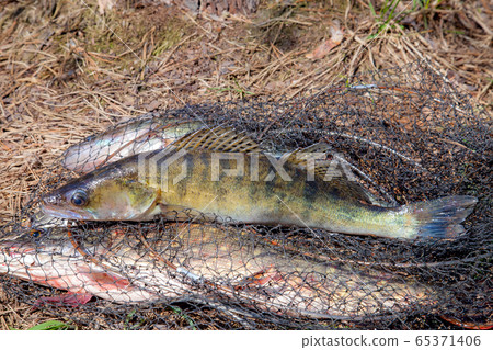 Freshwater zander fish. Freshwater zander fish Freshwater zander fish. Freshwater zander fish 65371406