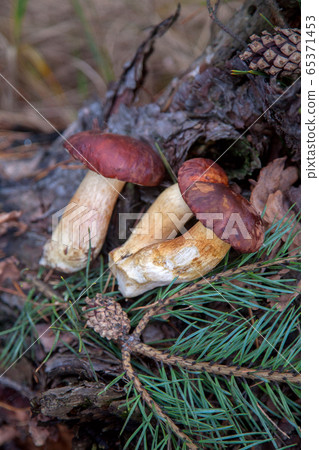 Group of wild edible bay bolete known as imleria Group of wild edible bay bolete known as imleria 65371453