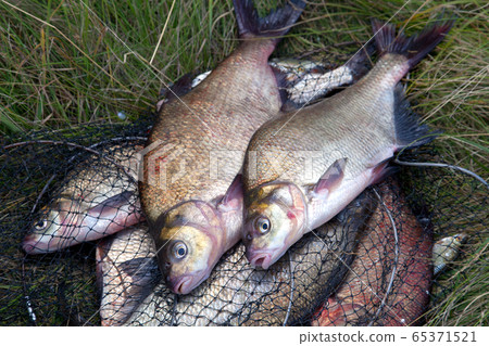 Successful fishing -  big freshwater bream fish on 65371521