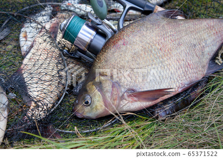 Successful fishing - big freshwater bream fish Successful fishing - big freshwater bream fish 65371522