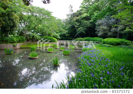 [島根]出雲大社池塘里盛開的日本鳶尾 65371572