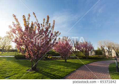 Sakura Cherry blossoming alley. Wonderful scenic park with rows of blooming cherry sakura trees in spring, Ukraine. Pink flowers of cherry tree. 65371842