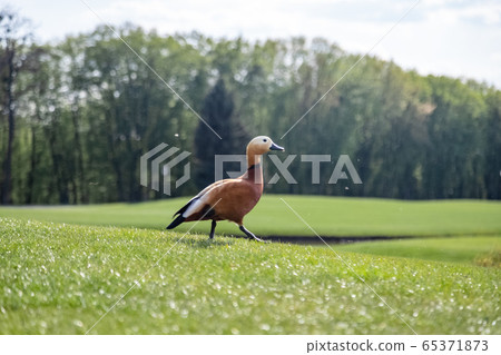 Ruddy Shelduck in the park. The ruddy shelduck, known in India as the Brahminy duck, is a member of the family Anatidae. Ruddy Shelduck in the park. The ruddy shelduck, known in India as the Brahminy duck, is a member of the family Anatidae. 65371873