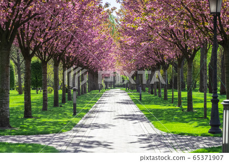 Sakura Cherry blossoming alley. Wonderful scenic rows of blooming cherry sakura trees and green grass in spring, Ukraine Sakura Cherry blossoming alley. Wonderful scenic rows of blooming cherry sakura trees and green grass in spring, Ukraine 65371907