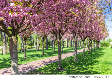 Sakura Cherry blossoming alley. Wonderful scenic rows of blooming cherry sakura trees and green grass in spring, Ukraine 65371916