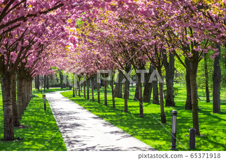 Sakura Cherry blossoming alley. Wonderful scenic rows of blooming cherry sakura trees and green grass in spring, Ukraine 65371918