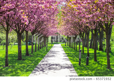 Sakura Cherry blossoming alley. Wonderful scenic rows of blooming cherry sakura trees and green grass in spring, Ukraine Sakura Cherry blossoming alley. Wonderful scenic rows of blooming cherry sakura trees and green grass in spring, Ukraine 65371932