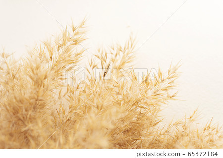 Pampas grass 65372184