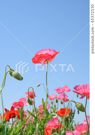 罌粟花 照片素材 圖片 圖庫